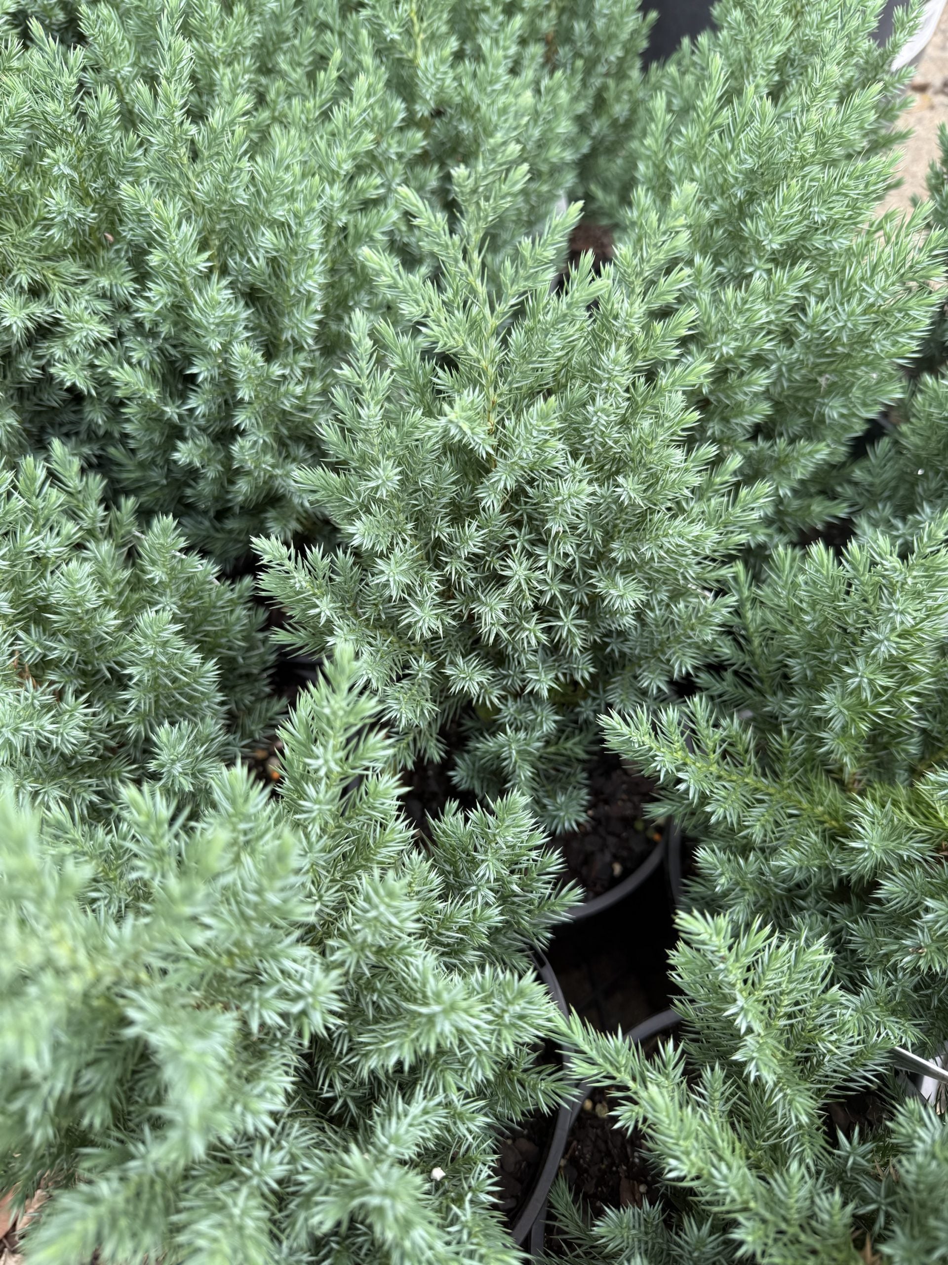 Juniperus chinensis 'Pyramidalis'