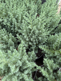 Juniperus chinensis 'Pyramidalis'