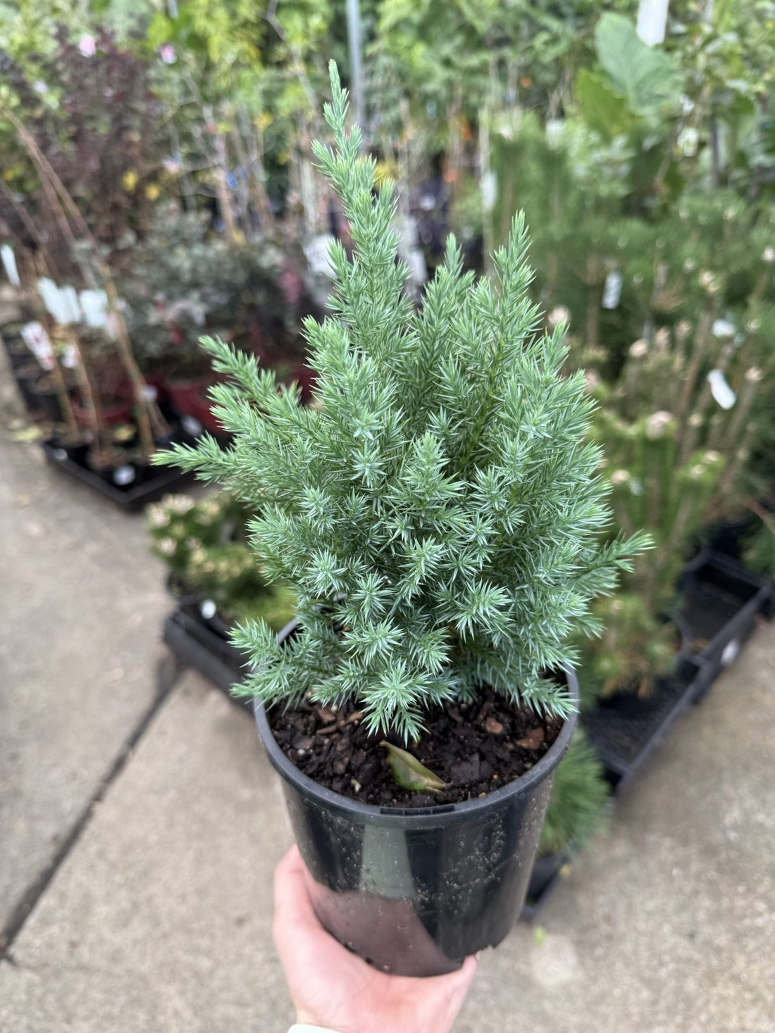 Juniperus chinensis 'Pyramidalis' - Ladybird Nursery