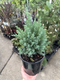 Juniperus chinensis 'Pyramidalis'