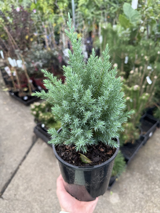 Juniperus chinensis 'Pyramidalis'