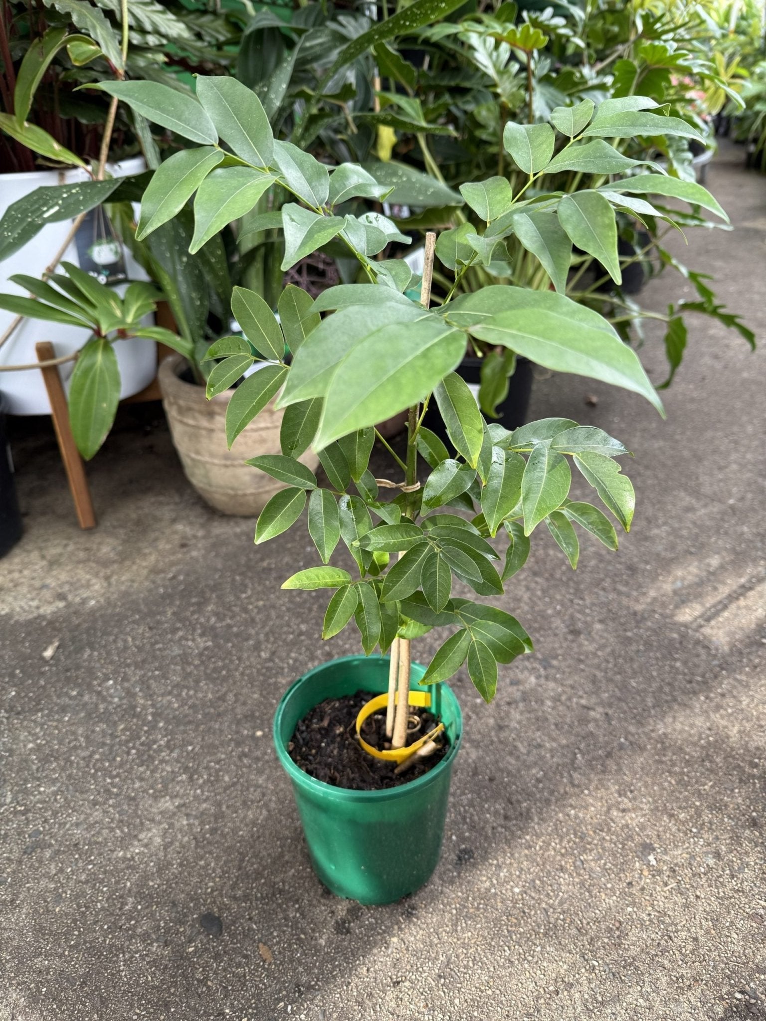 black bean indoor plant Black Bean Plant – Buy Now! – Ladybird Nursery