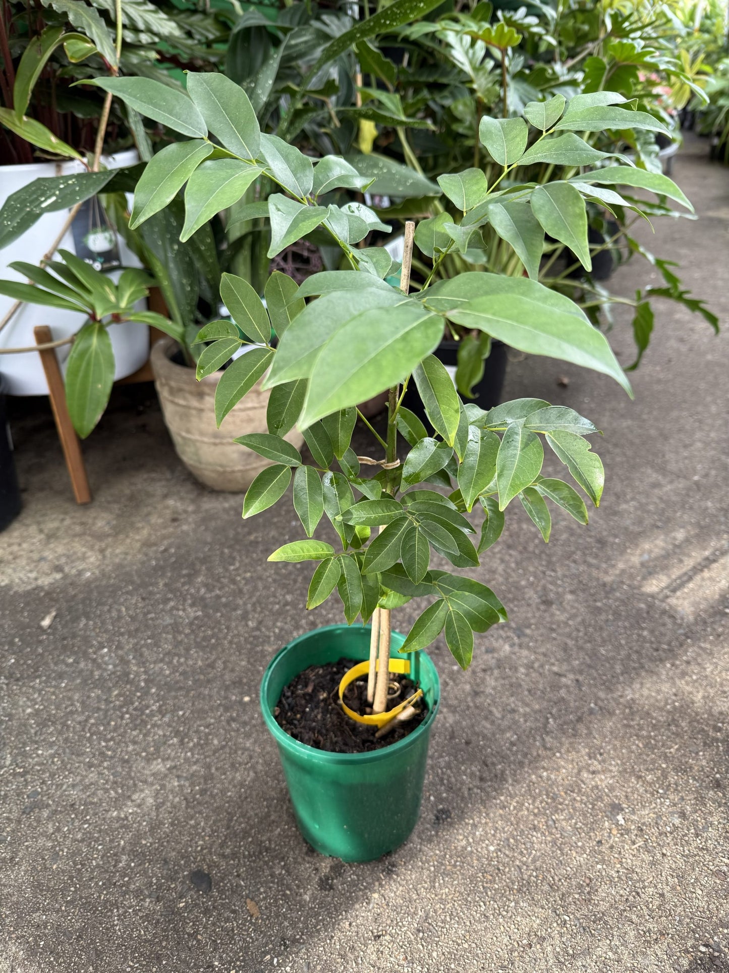 Magic Bean (Castanospermum australe)