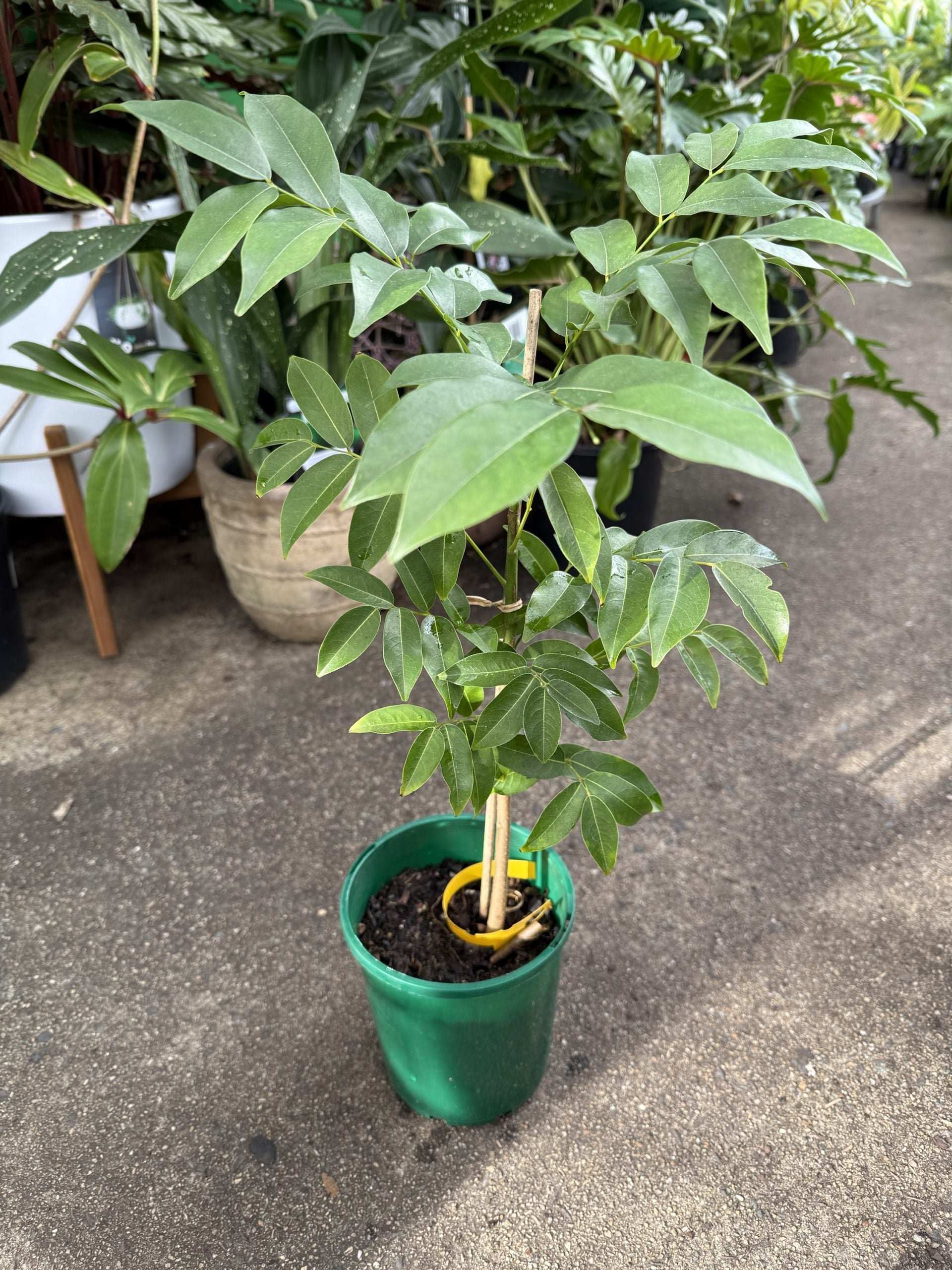 Magic Bean (Castanospermum australe)
