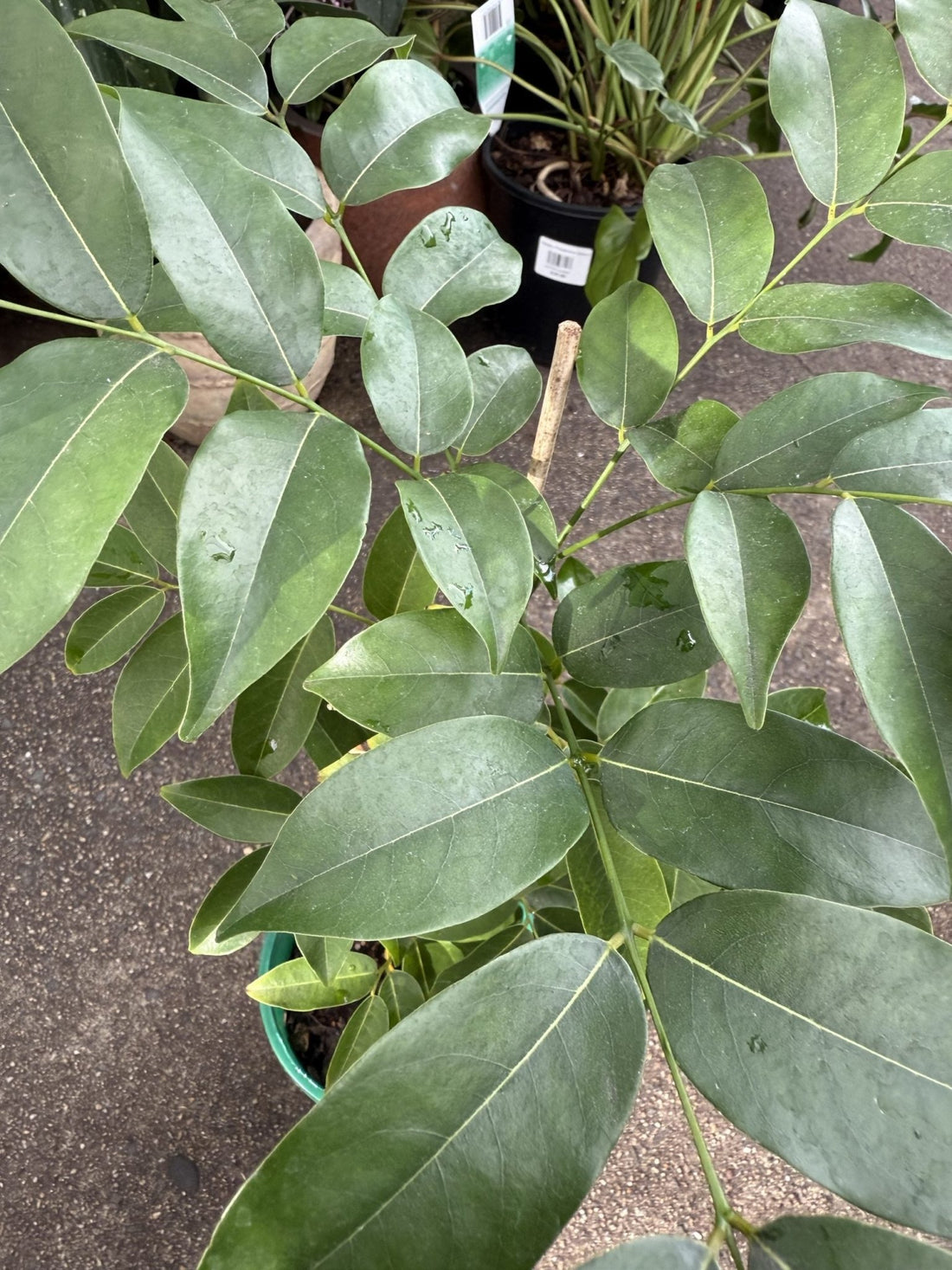 Magic Bean (Castanospermum australe) - Ladybird Nursery