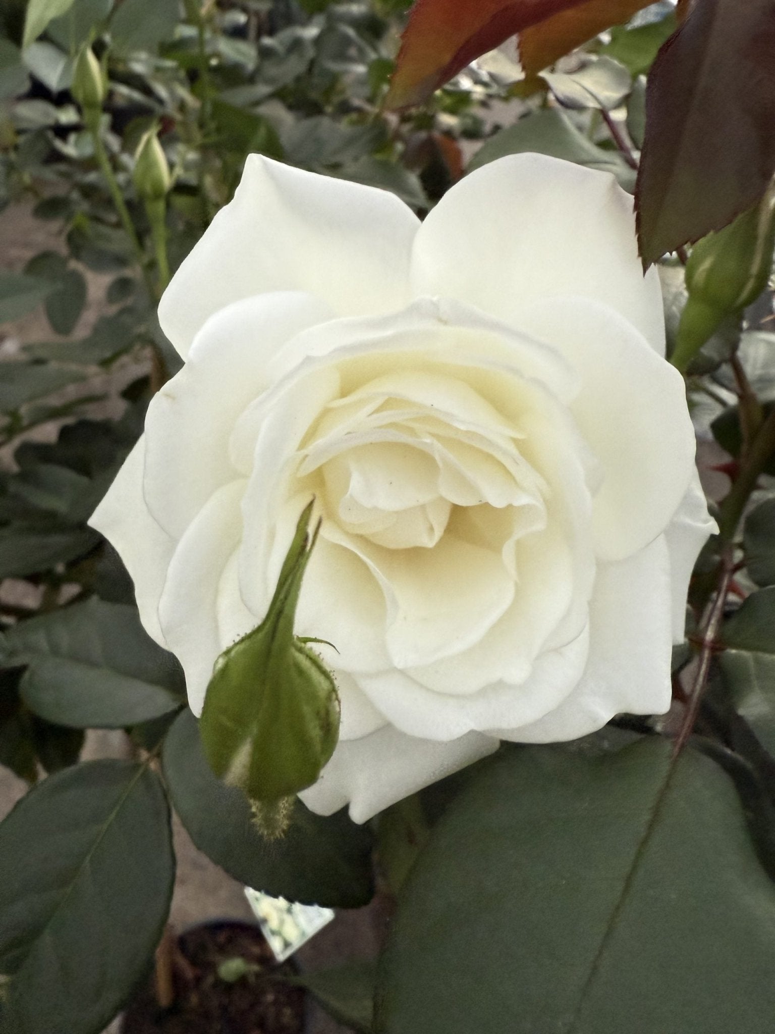 Rose 'Iceberg' 3ft Standards - Ladybird Nursery