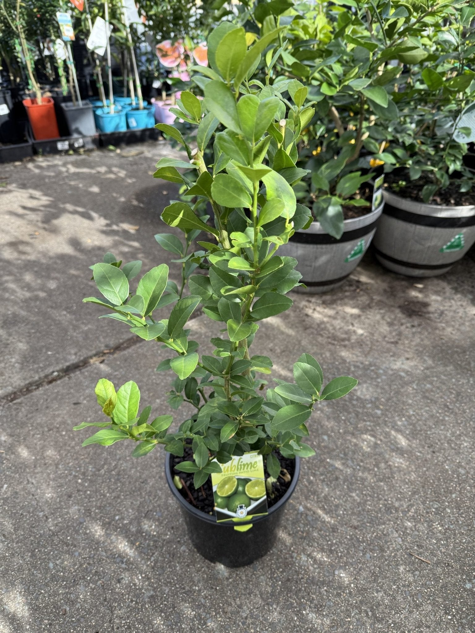 Dwarf Lime 'Sublime' (QLD Only) - Ladybird Nursery
