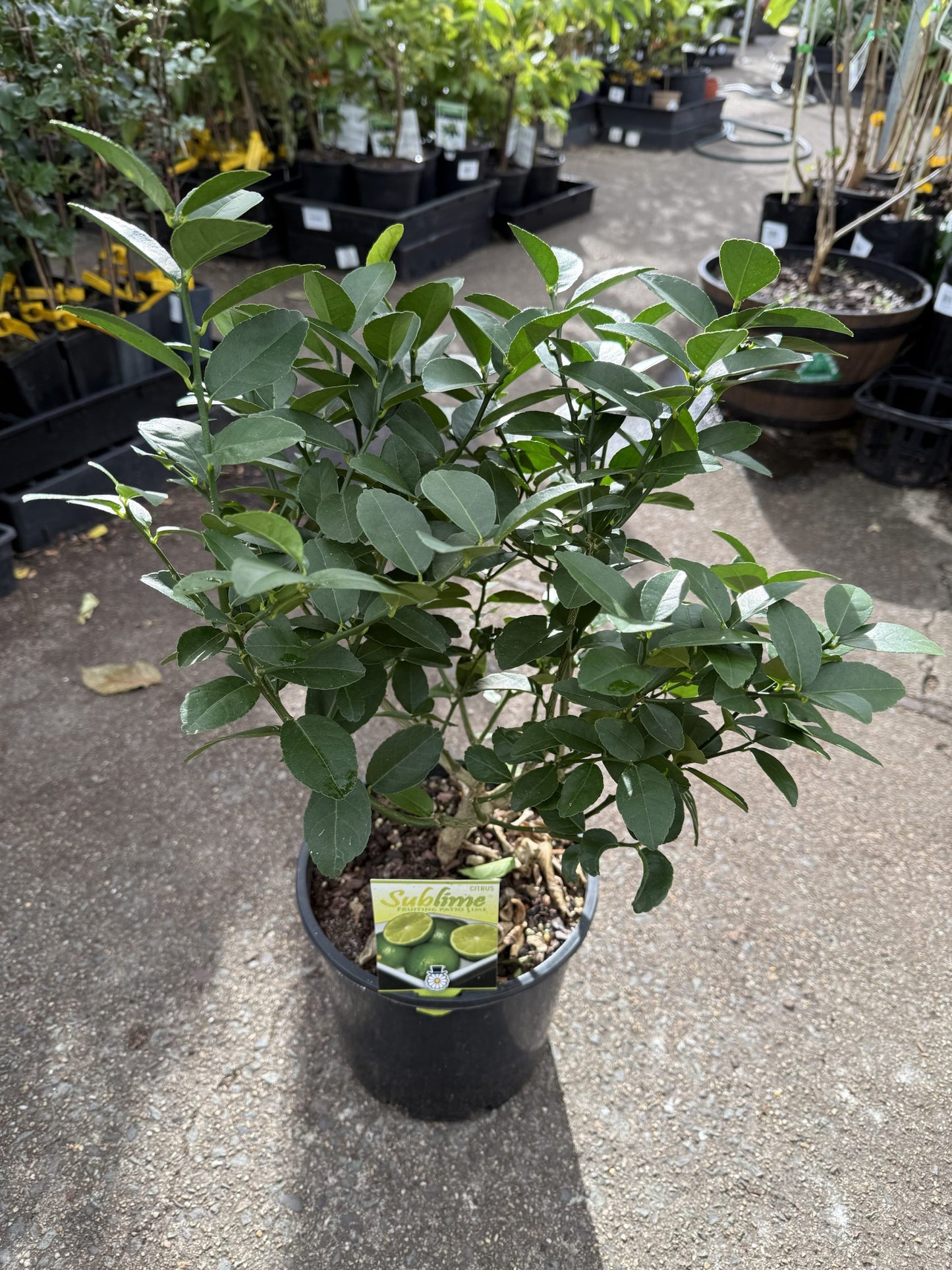 Dwarf Lime 'Sublime' (QLD Only)