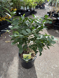 Dwarf Lime 'Sublime' (QLD Only)