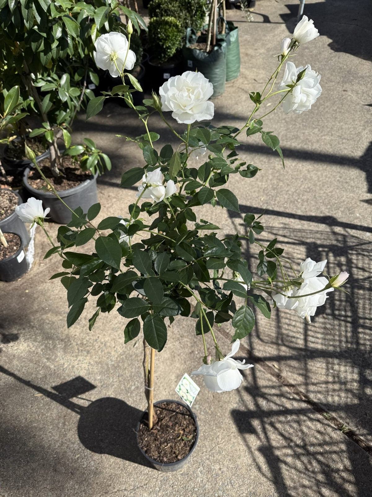 Rose 'Iceberg' 3ft Standard – Buy Now! – Ladybird Nursery