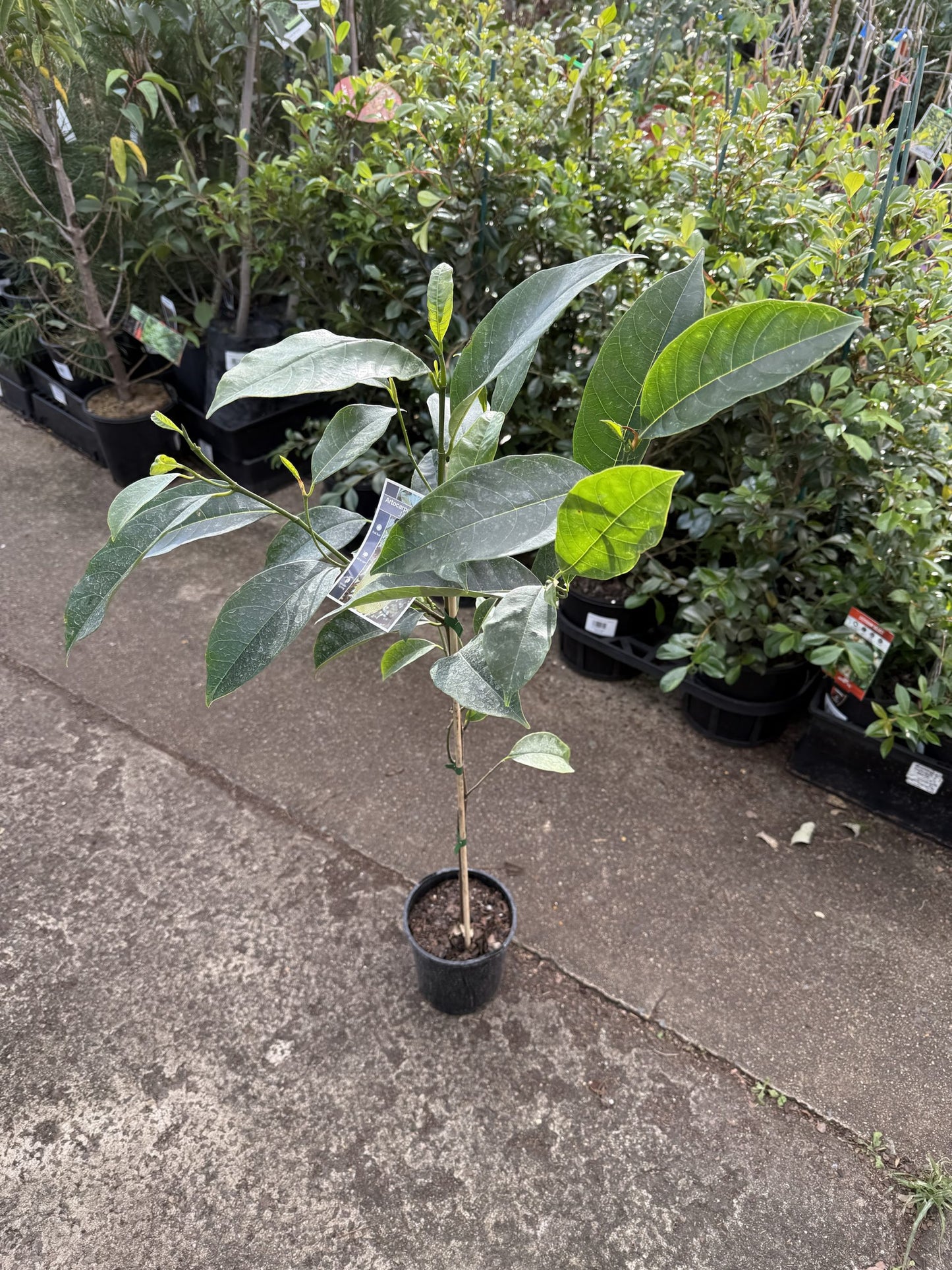 Jackfruit Crunchy Seedling