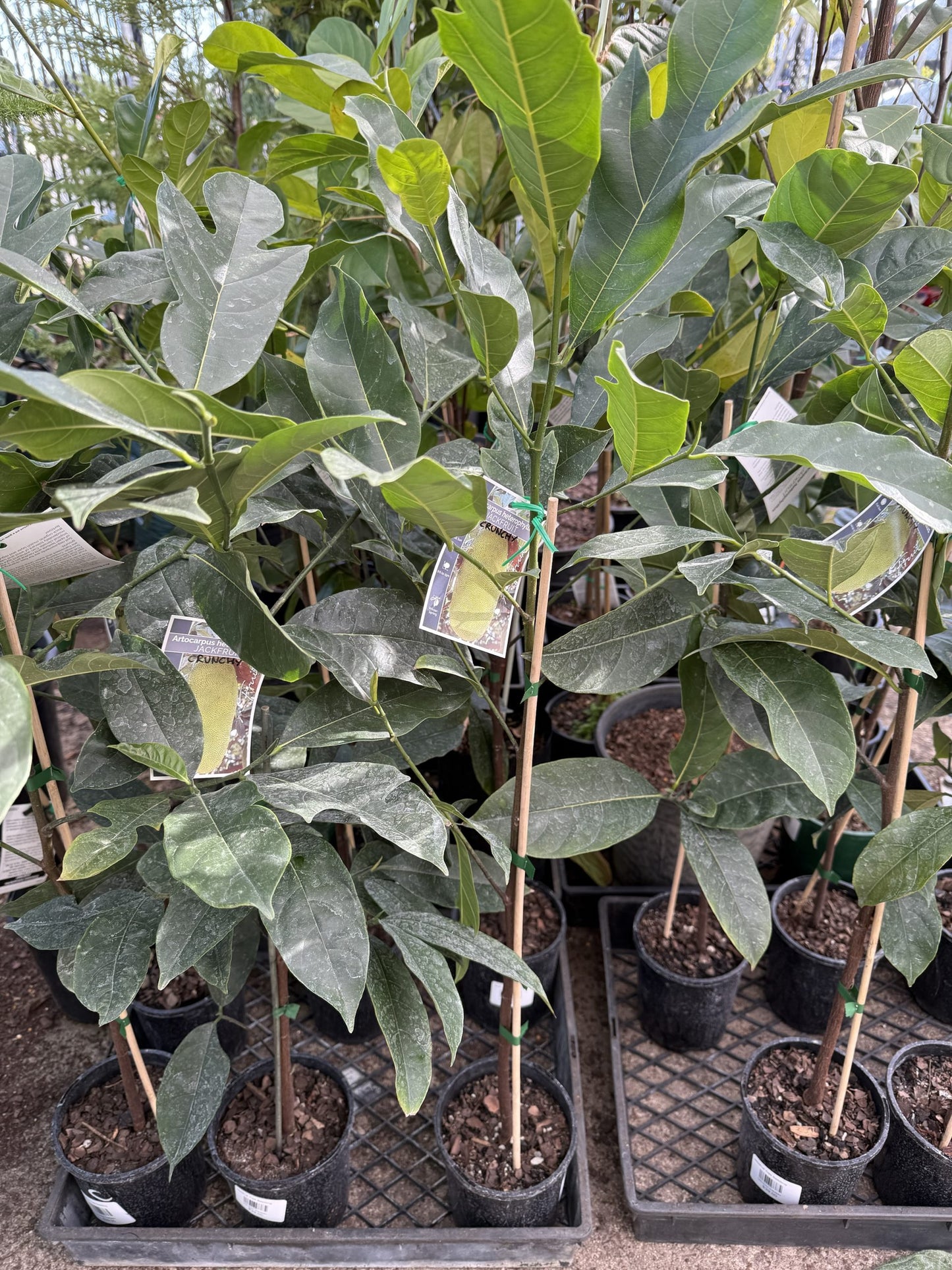 Jackfruit Crunchy Seedling