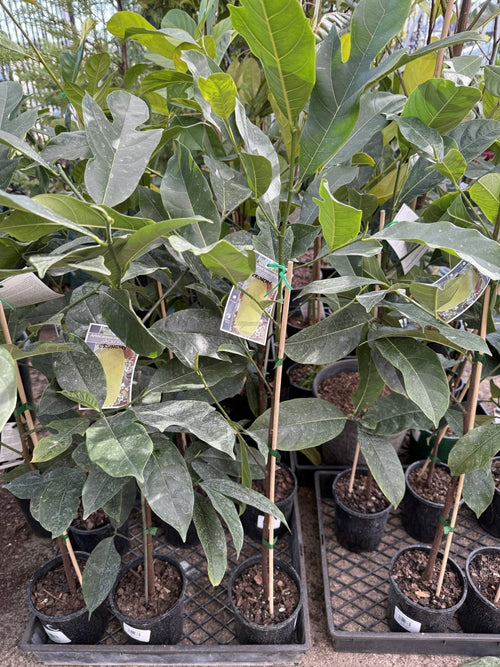 Jackfruit Crunchy Seedling - Ladybird Nursery