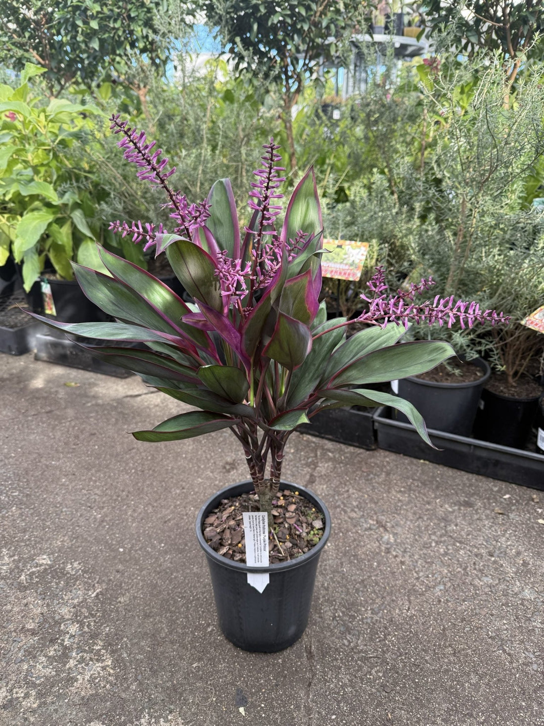 Cordyline fruticosa 'Purple Prince' - Ladybird Nursery