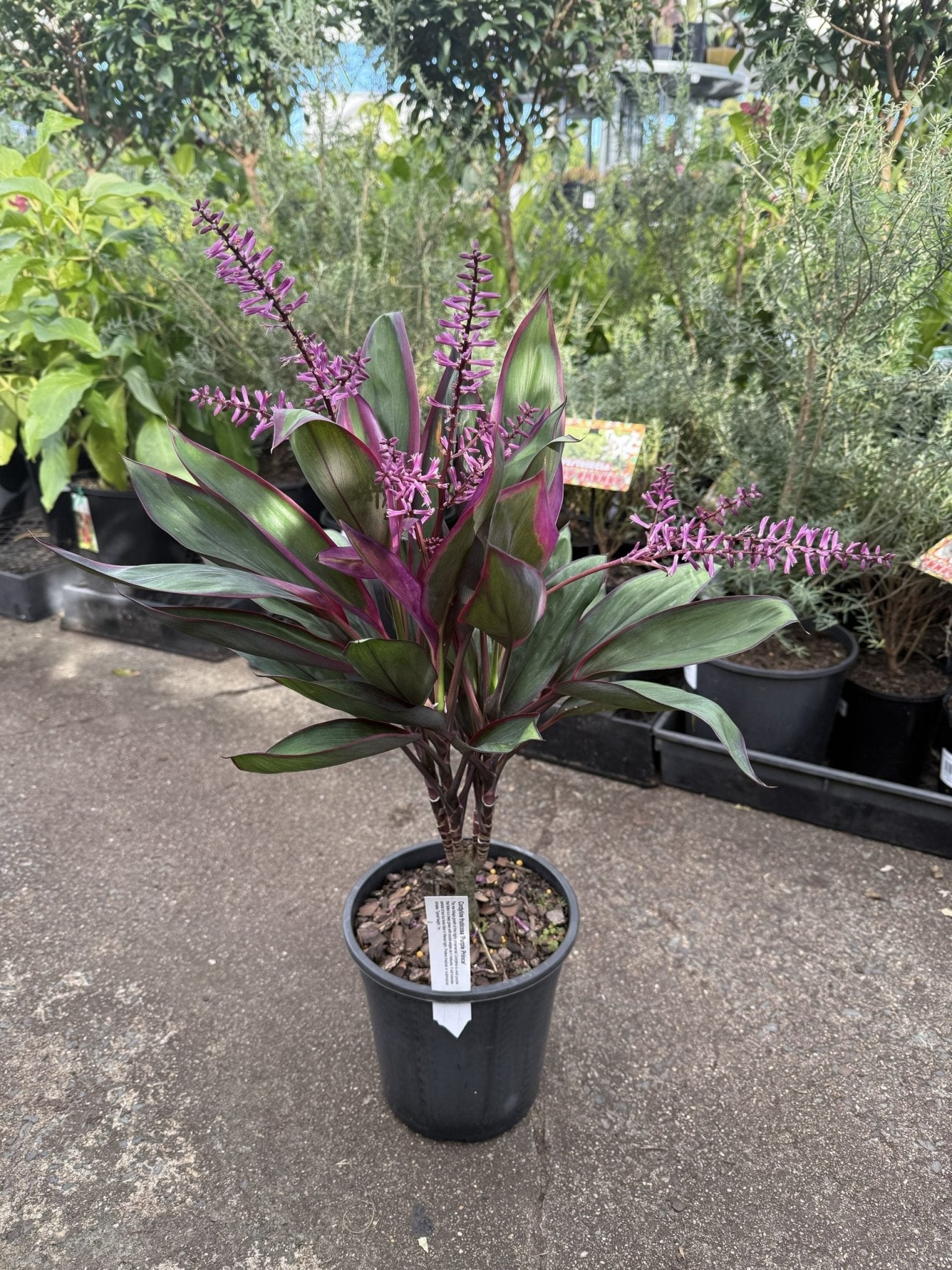 Cordyline fruticosa 'Purple Prince' - Ladybird Nursery