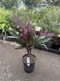 Cordyline fruticosa 'Purple Prince'