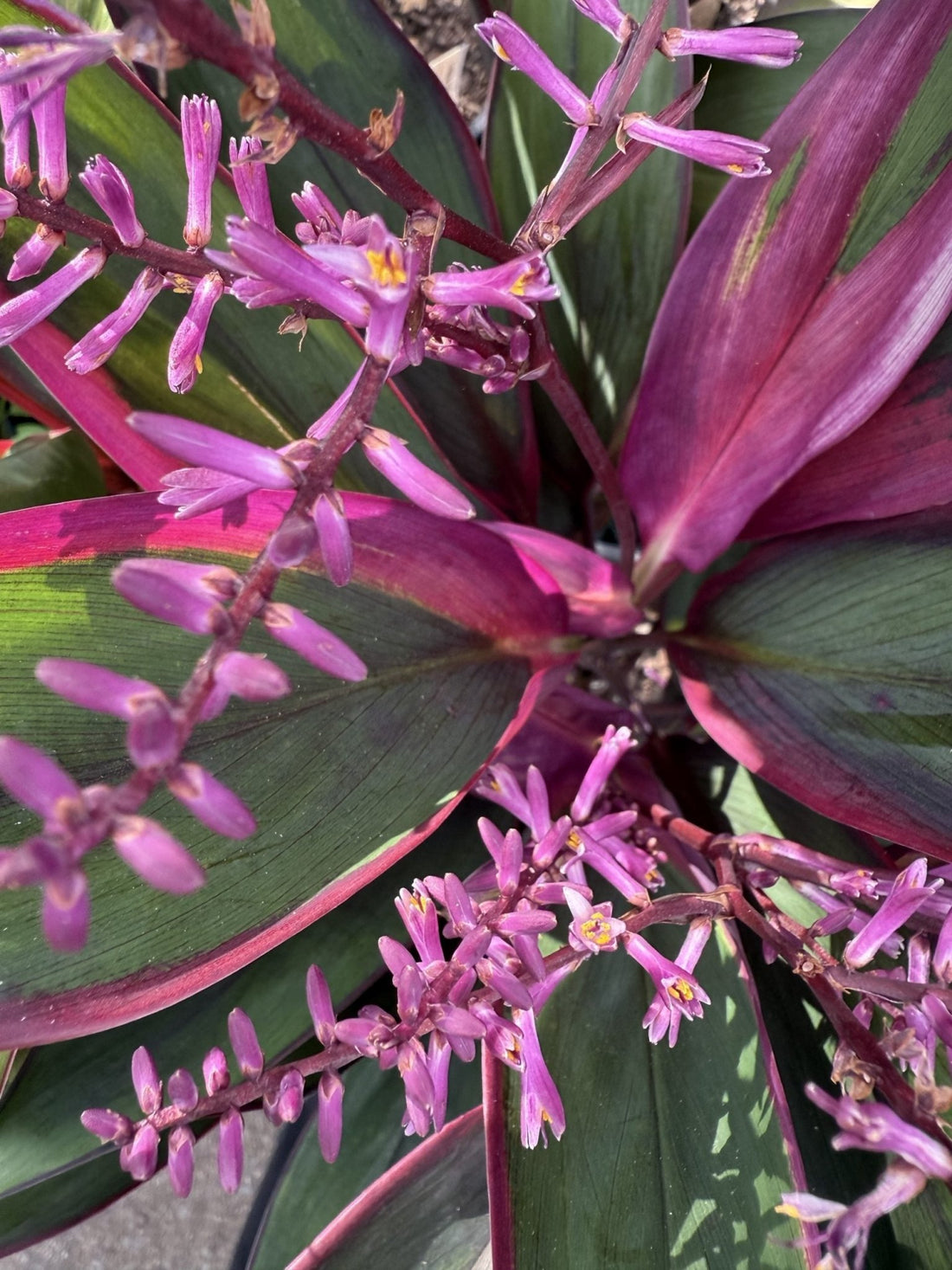 Cordyline fruticosa 'Purple Prince' - Ladybird Nursery