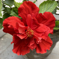 Hibiscus Medusa Red Double