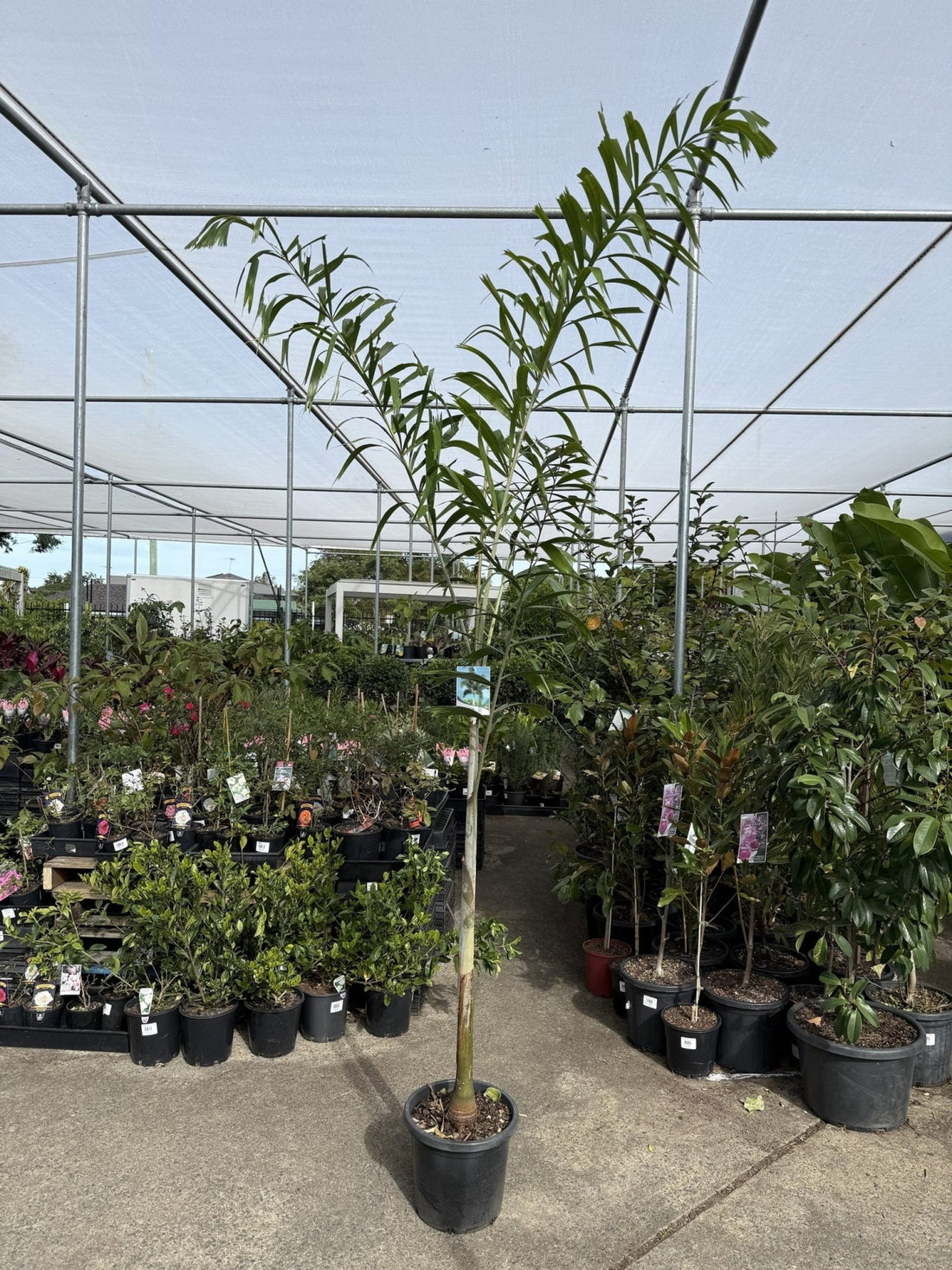 Foxtail Palm (Wodyetia bifurcata) PICK UP ONLY - Ladybird Nursery