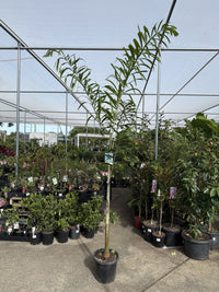 Foxtail Palm (Wodyetia bifurcata) PICK UP ONLY - Ladybird Nursery