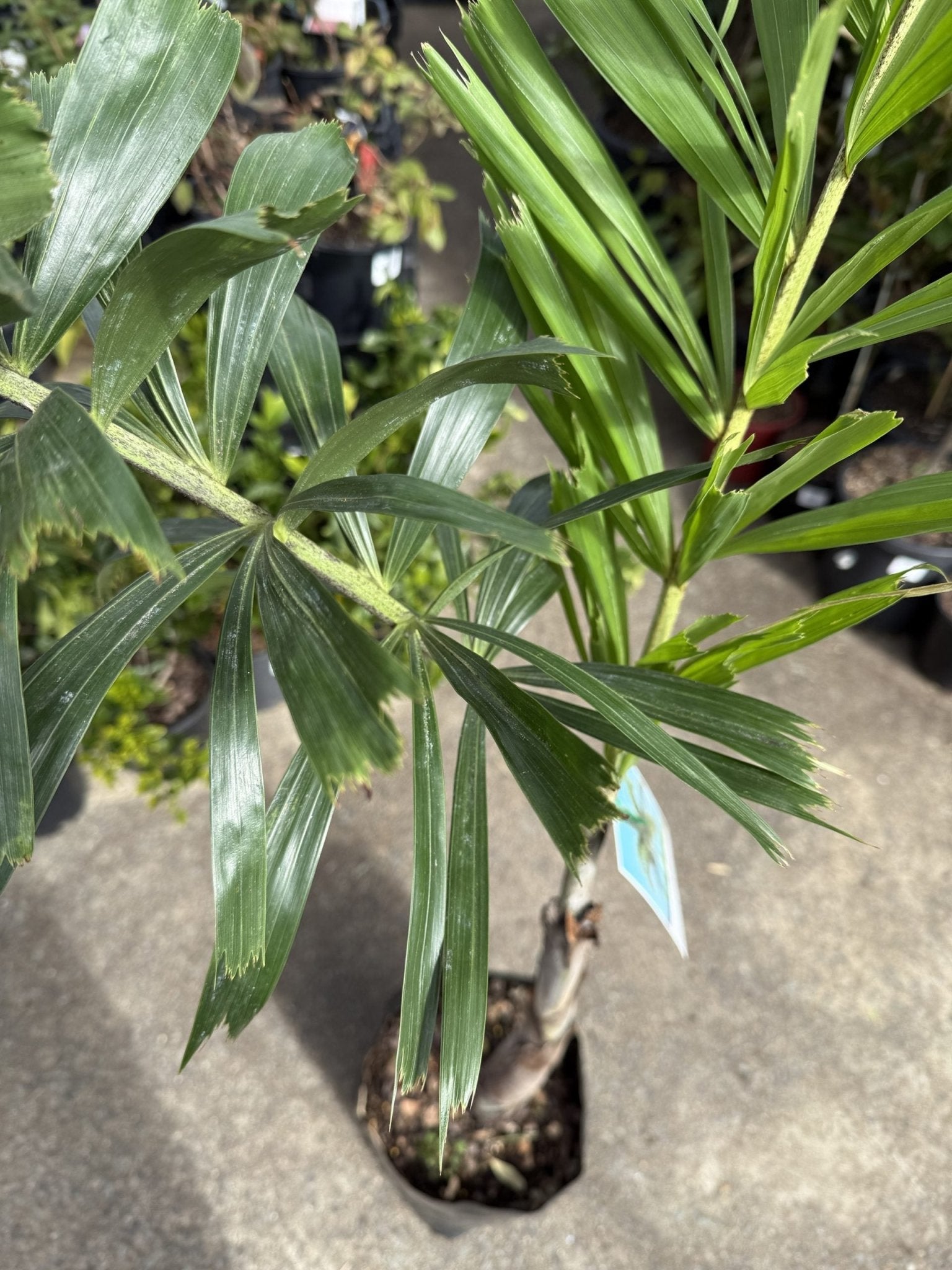 Foxtail Palm (Wodyetia bifurcata) - Ladybird Nursery