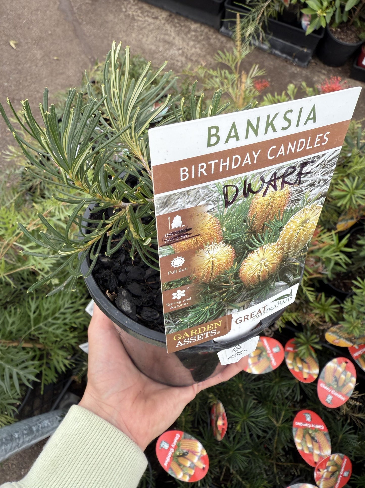Dwarf Banksia 'Birthday Candles' (Banksia spinulosa)