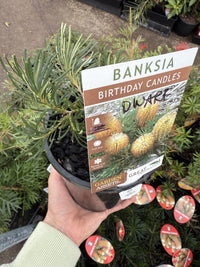 Dwarf Banksia 'Birthday Candles' (Banksia spinulosa)
