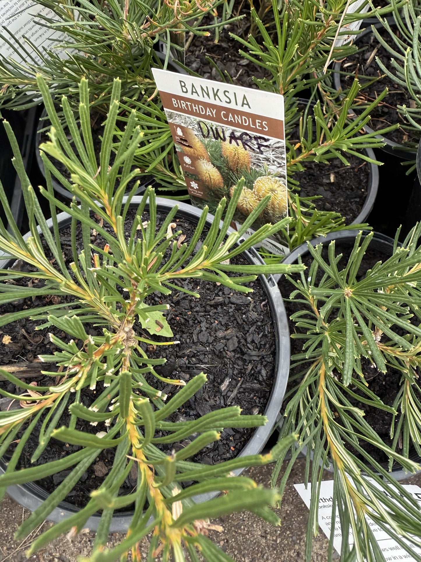 Dwarf Banksia 'Birthday Candles' (Banksia spinulosa)