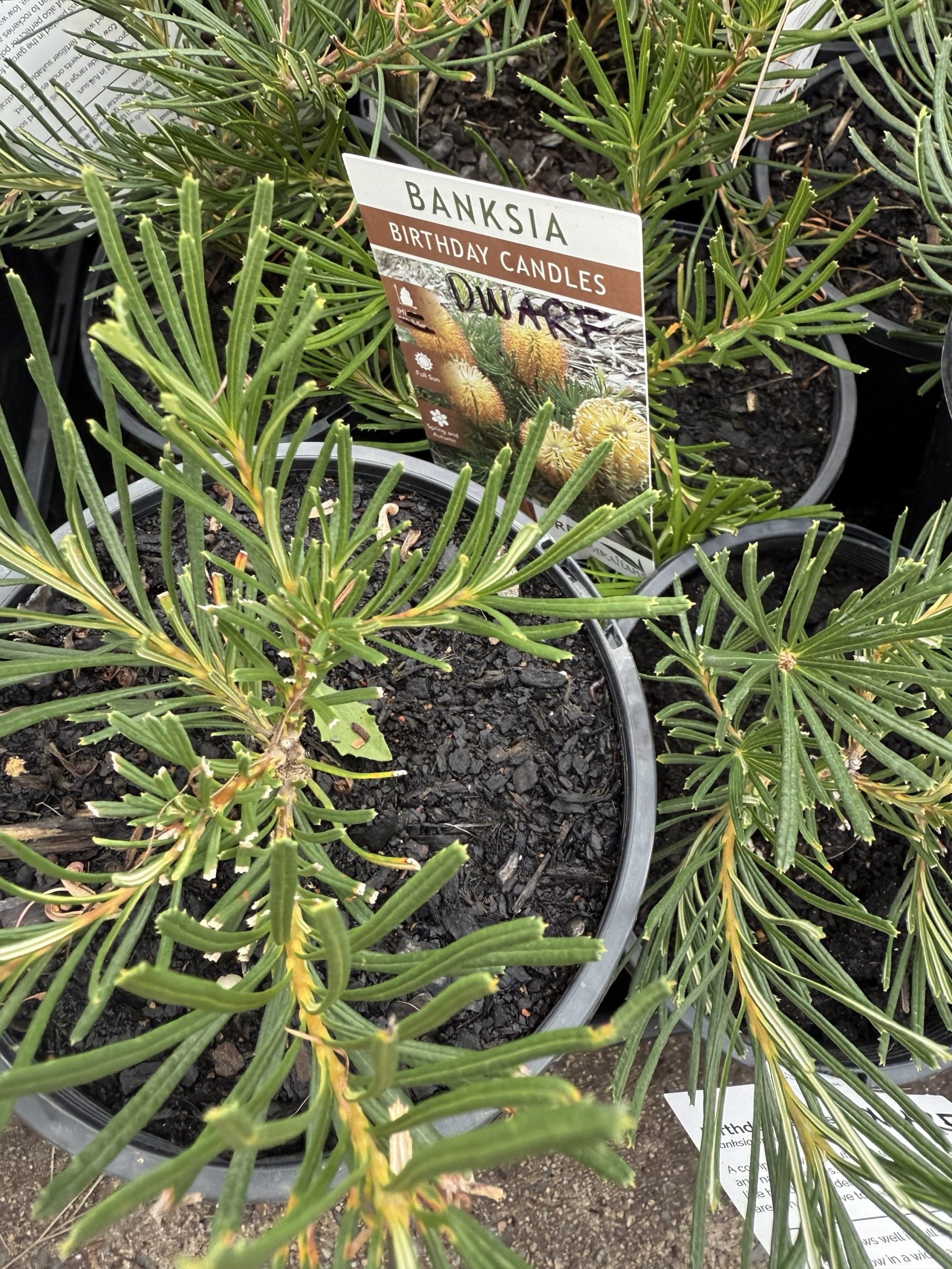 Dwarf Banksia 'Birthday Candles' (Banksia spinulosa)