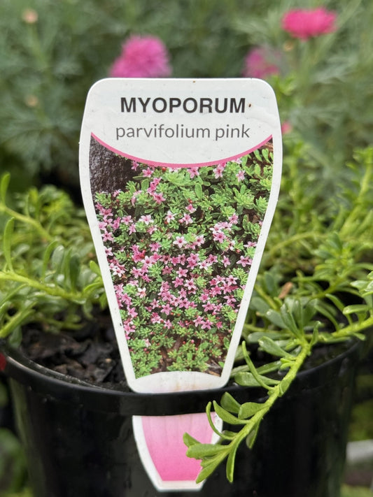 Myoporum Fine Leaf Pink 200mm Pot - Ladybird Nursery