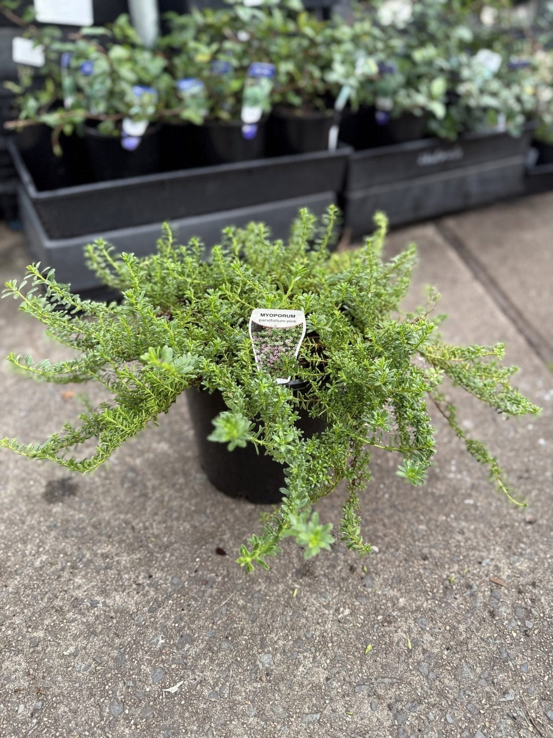 Myoporum Fine Leaf Pink 200mm Pot - Ladybird Nursery