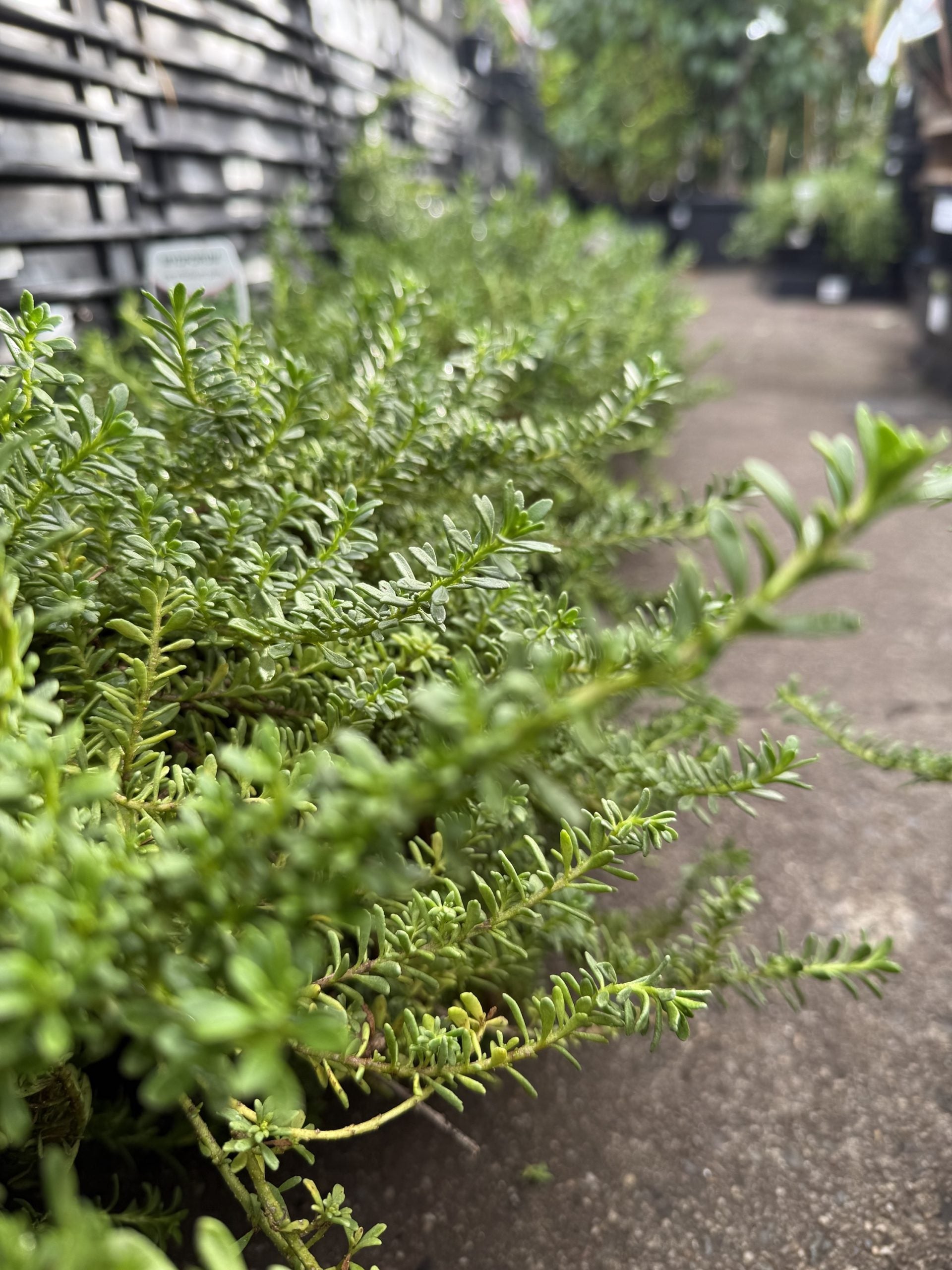 Myoporum Fine Leaf Pink 200mm Pot
