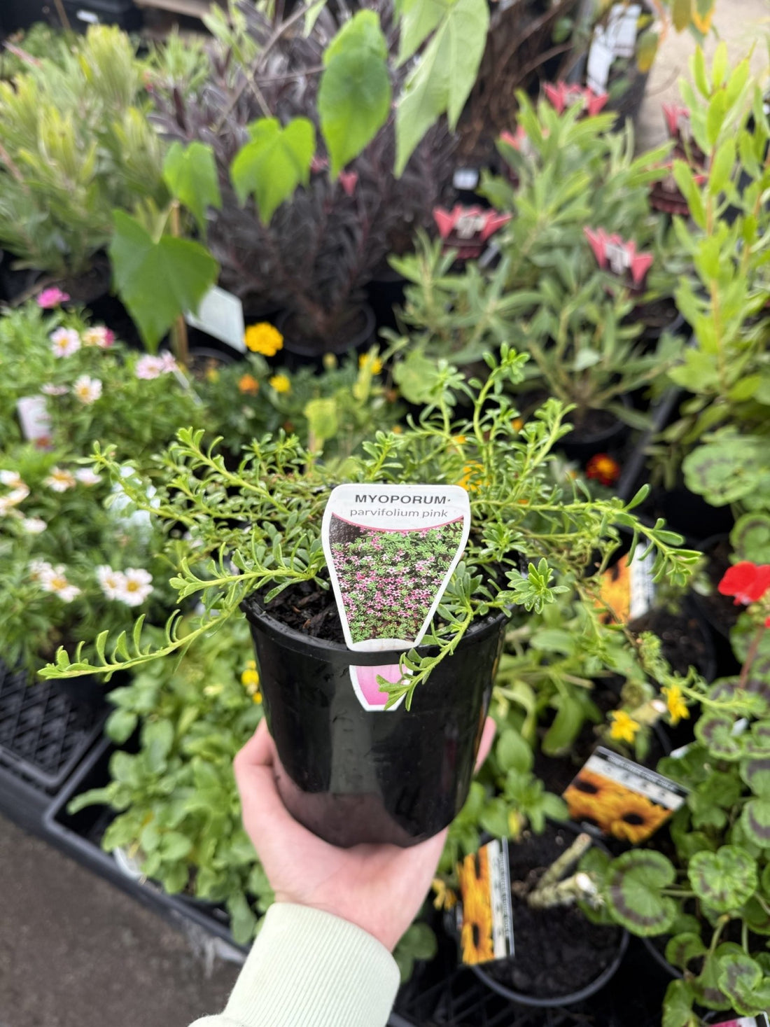 Myoporum Fine Leaf Pink - Ladybird Nursery
