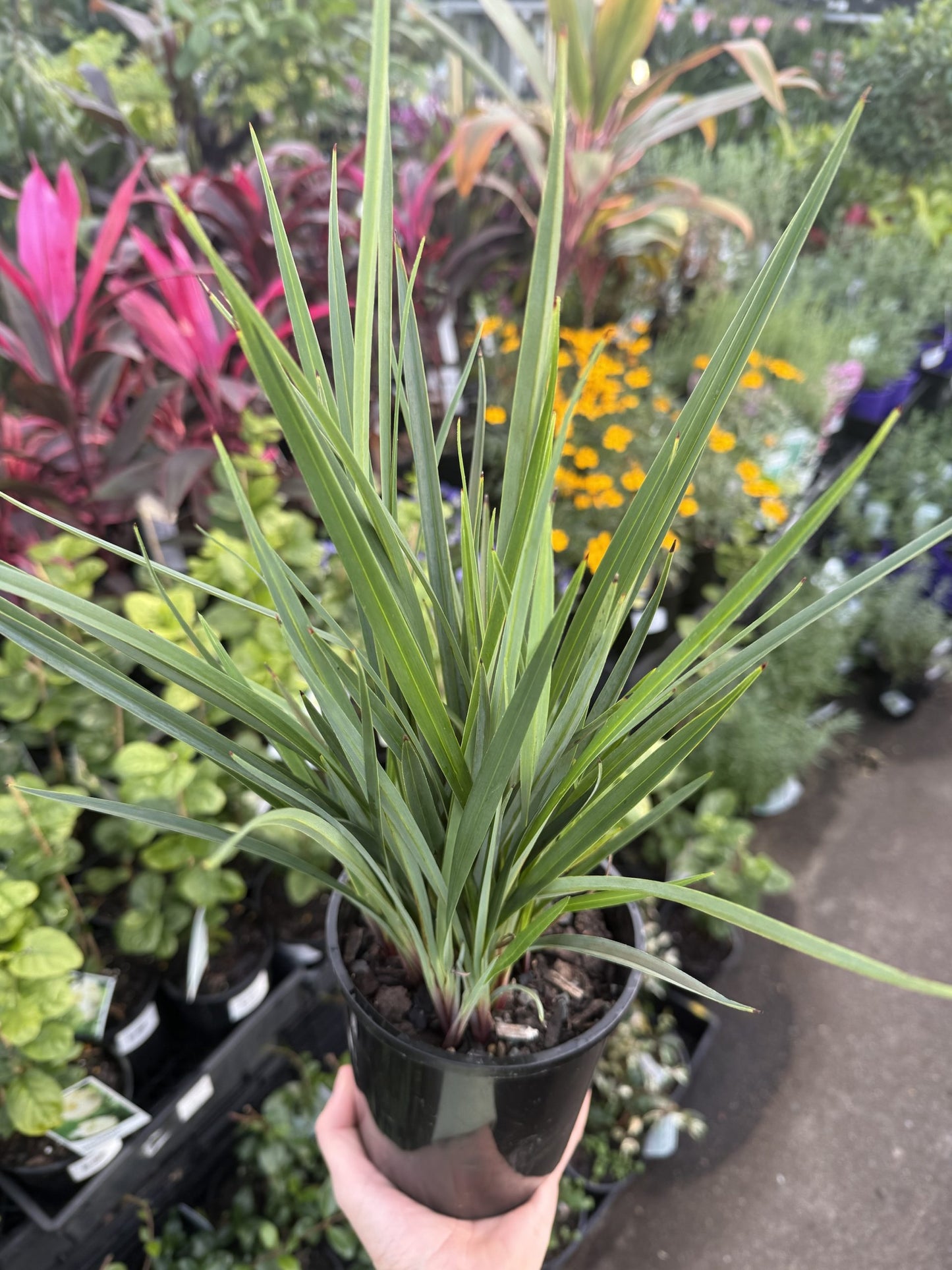 Flax Lily Revelation® (Dianella revoluta hybrid)
