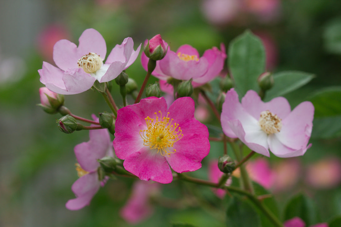 Rose Pink (Rosa multiflora) - Ladybird Nursery
