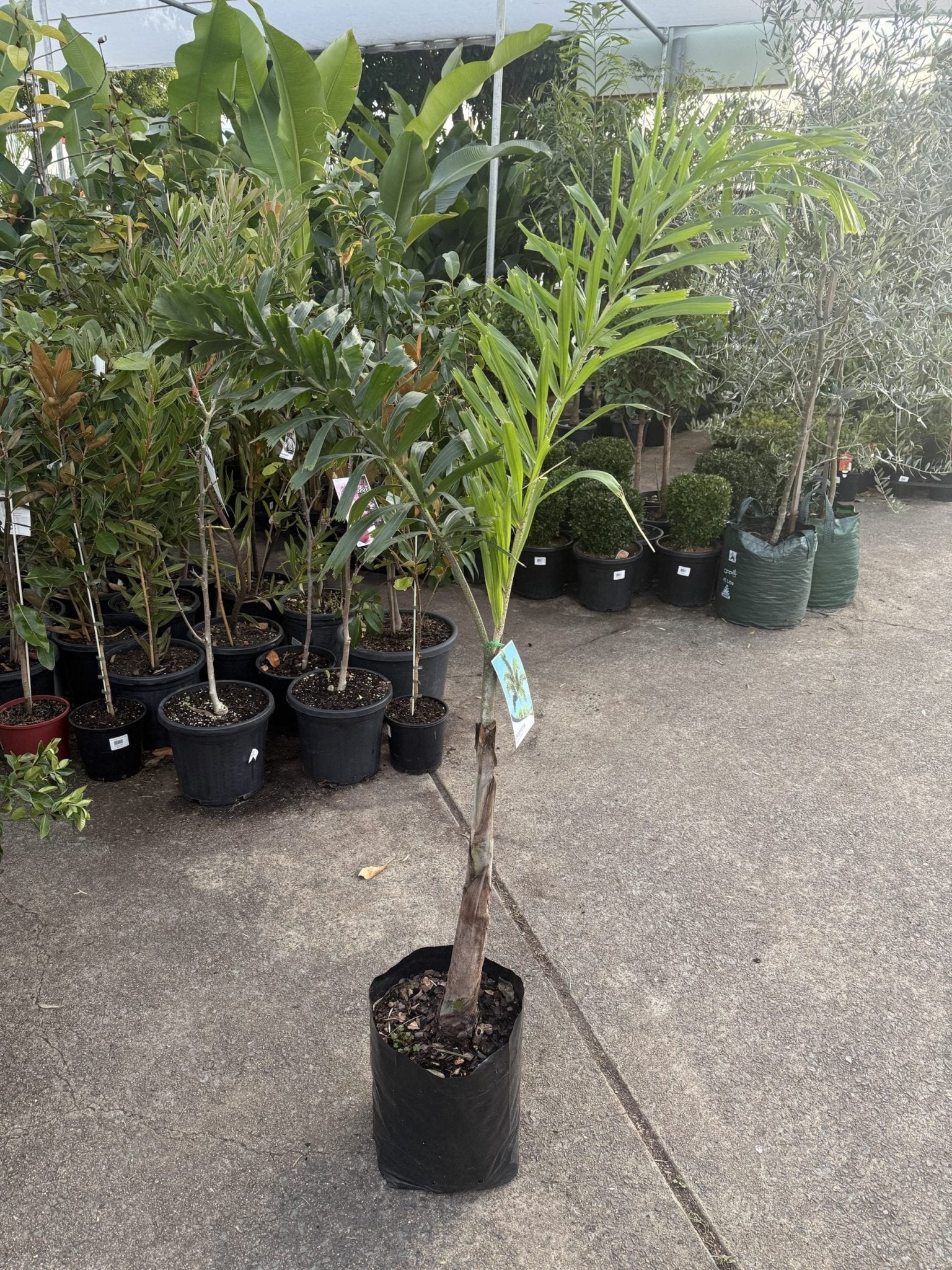Foxtail Palm (Wodyetia bifurcata) PICK UP ONLY - Ladybird Nursery