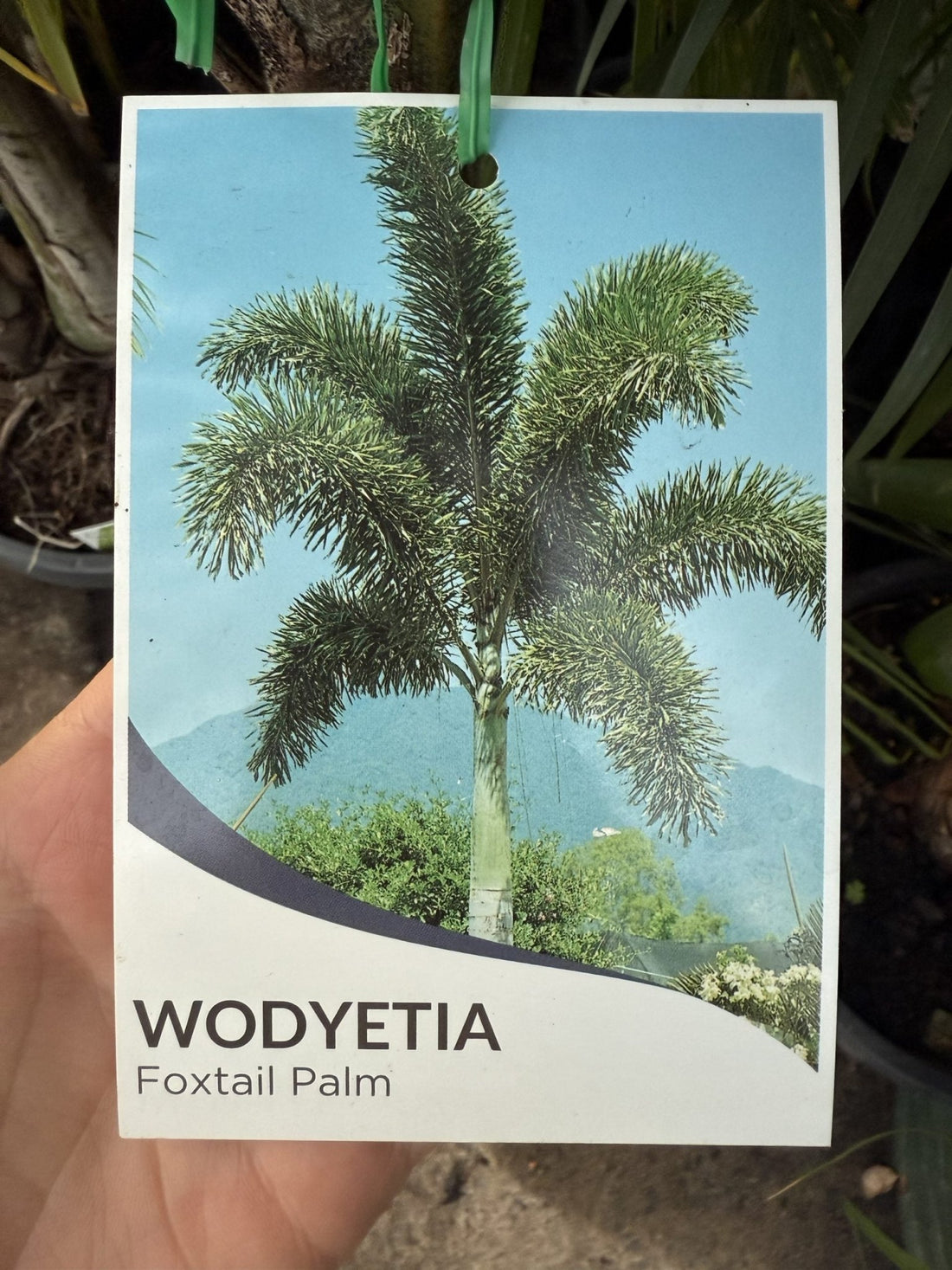 Foxtail Palm (Wodyetia bifurcata) PICK UP ONLY - Ladybird Nursery