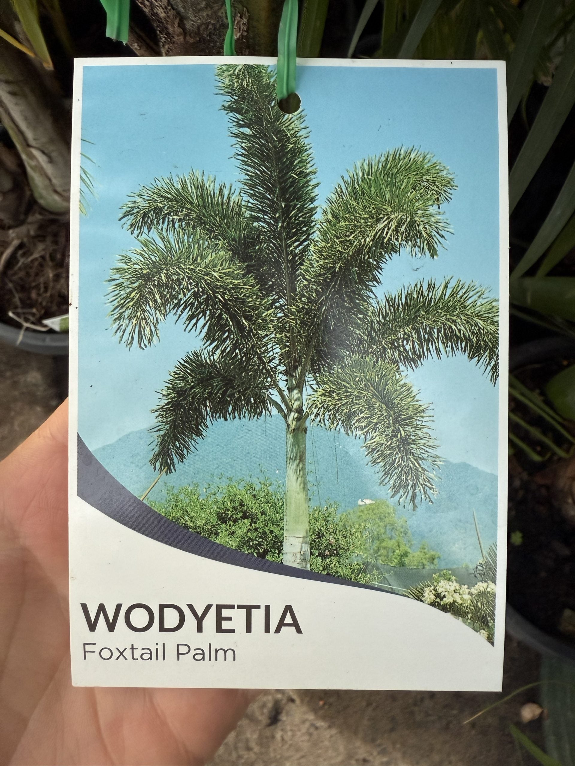 Foxtail Palm (Wodyetia bifurcata) PICK UP ONLY