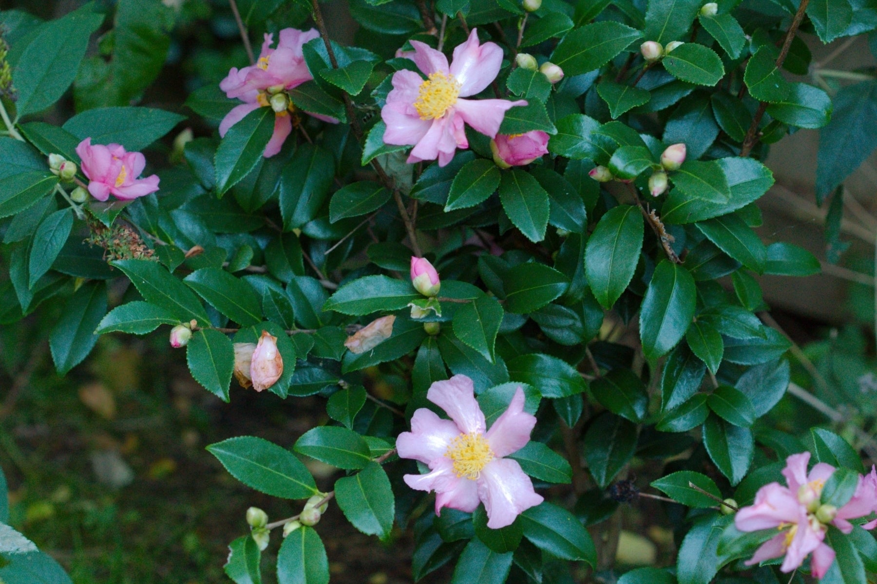 Sasanqua Camellia Star Above Star (Camellia sasanqua)