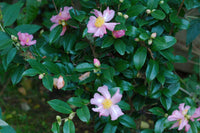 Sasanqua Camellia Star Above Star (Camellia sasanqua)