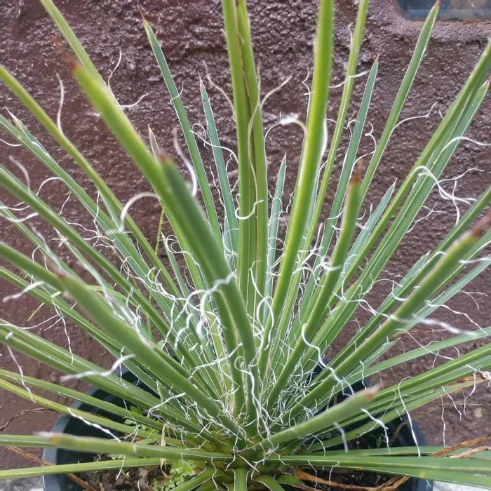 Twin Flowered Agave (Agave geminiflora)