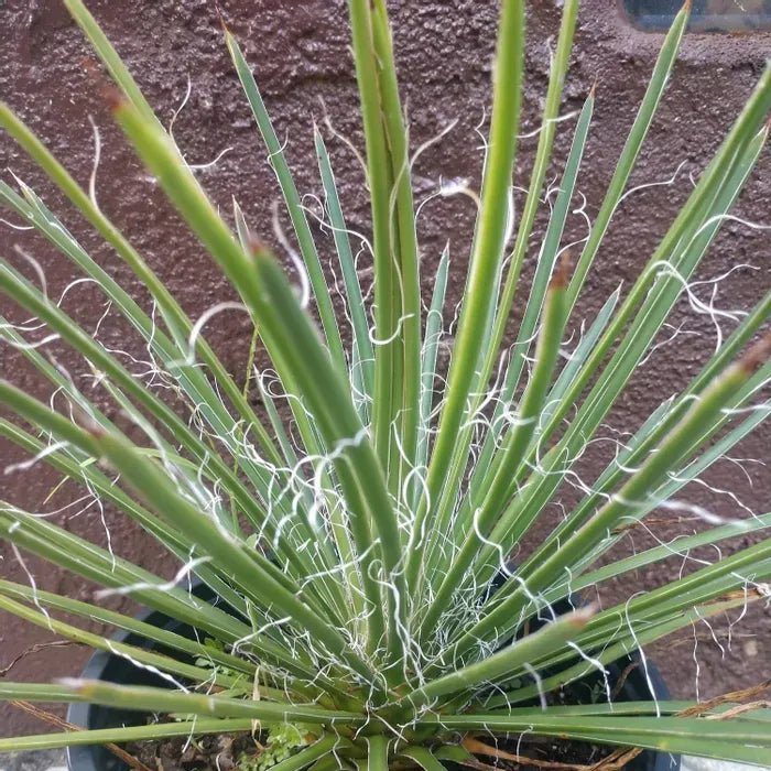 Twin Flowered Agave (Agave geminiflora) - Ladybird Nursery