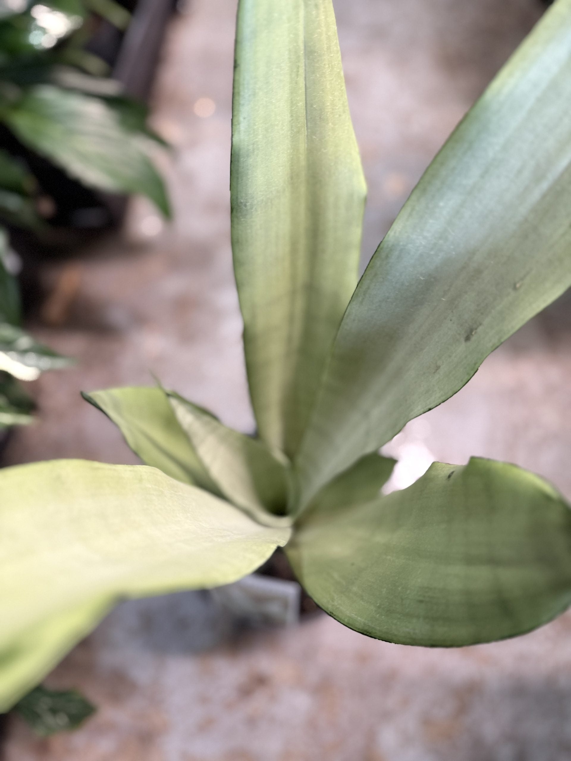 Sansevieria 'Silbersee'  (Sansevieria trifasciata)