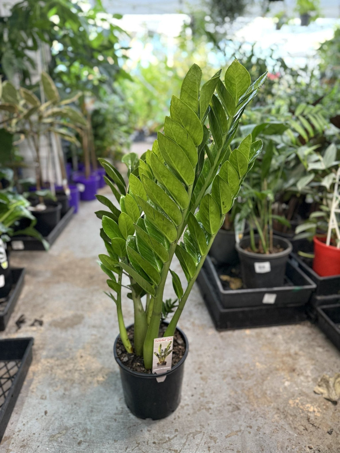 Zanzibar Gem - Ladybird Nursery