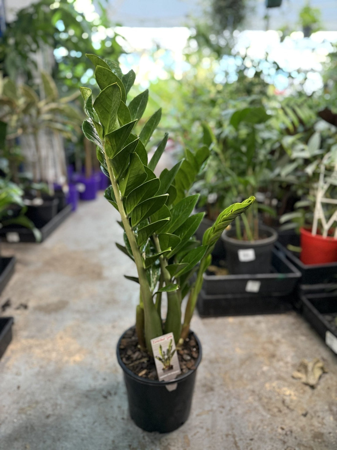 Zanzibar Gem - Ladybird Nursery