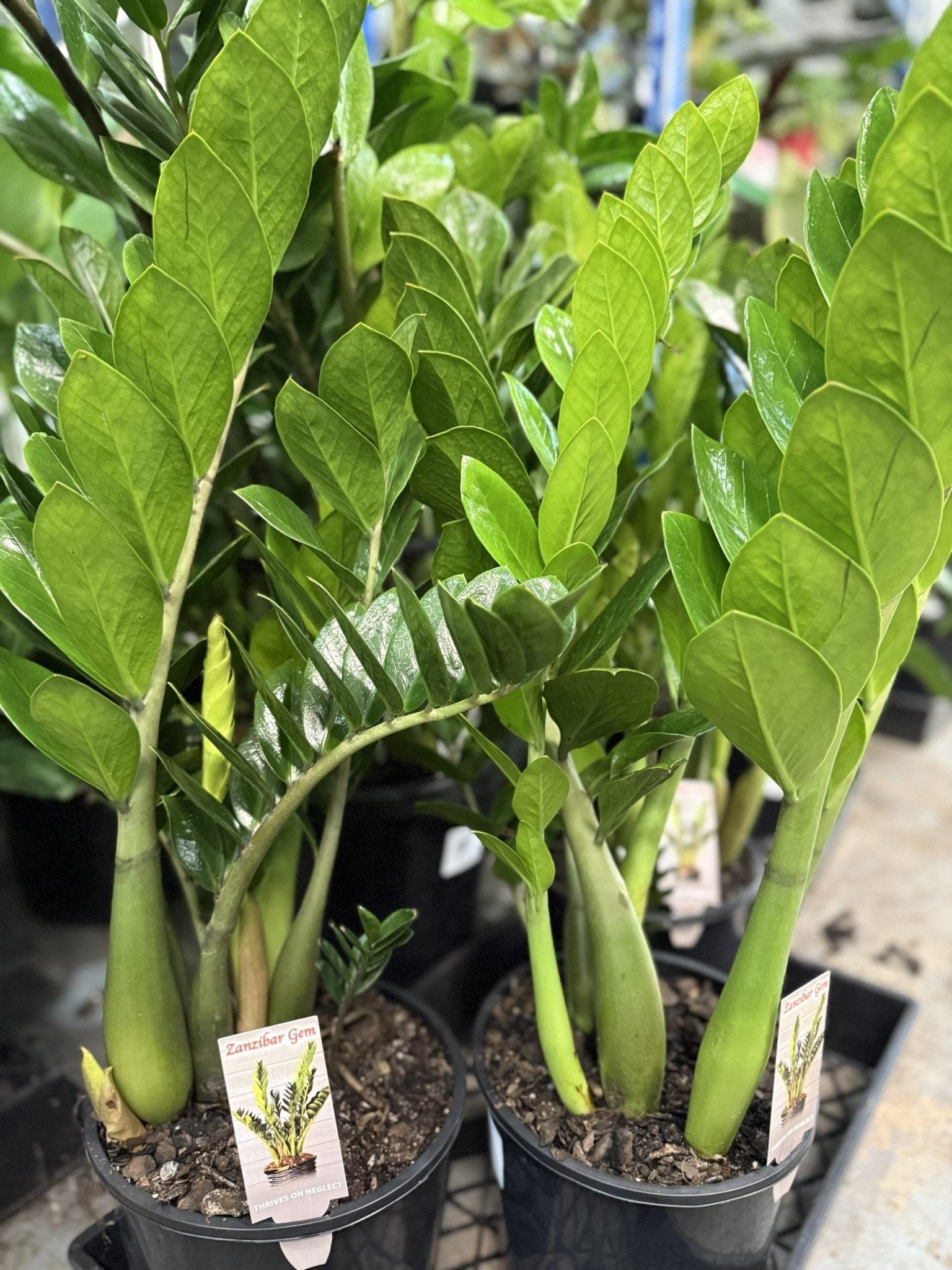 Zanzibar Gem - Ladybird Nursery