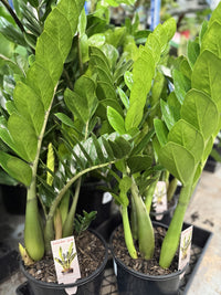 Zanzibar Gem - Medium