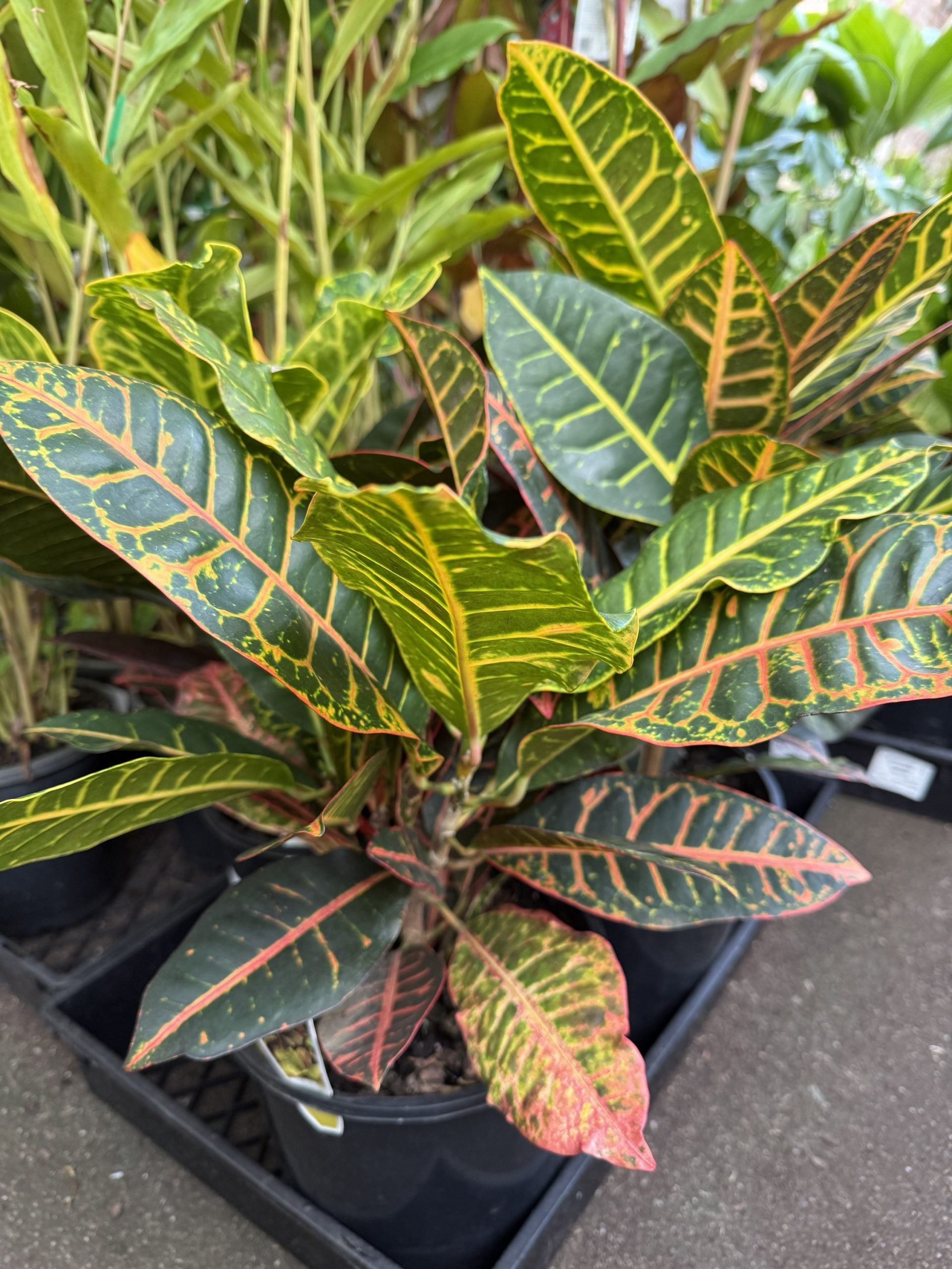 Croton 'Petra' (Codiaeum variegatum)