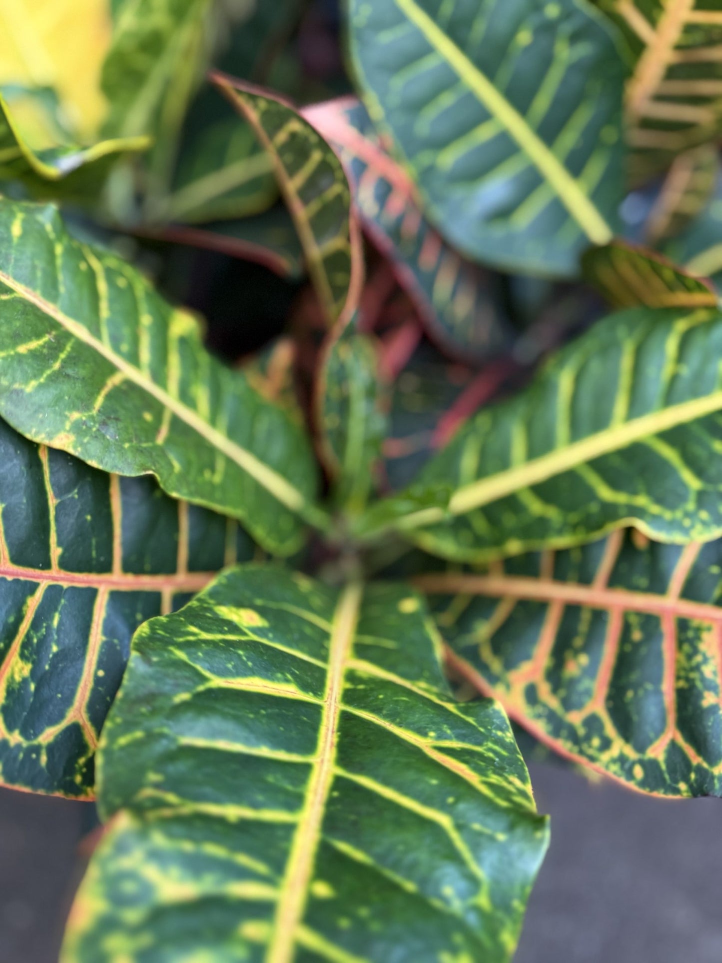 Croton 'Petra' (Codiaeum variegatum)