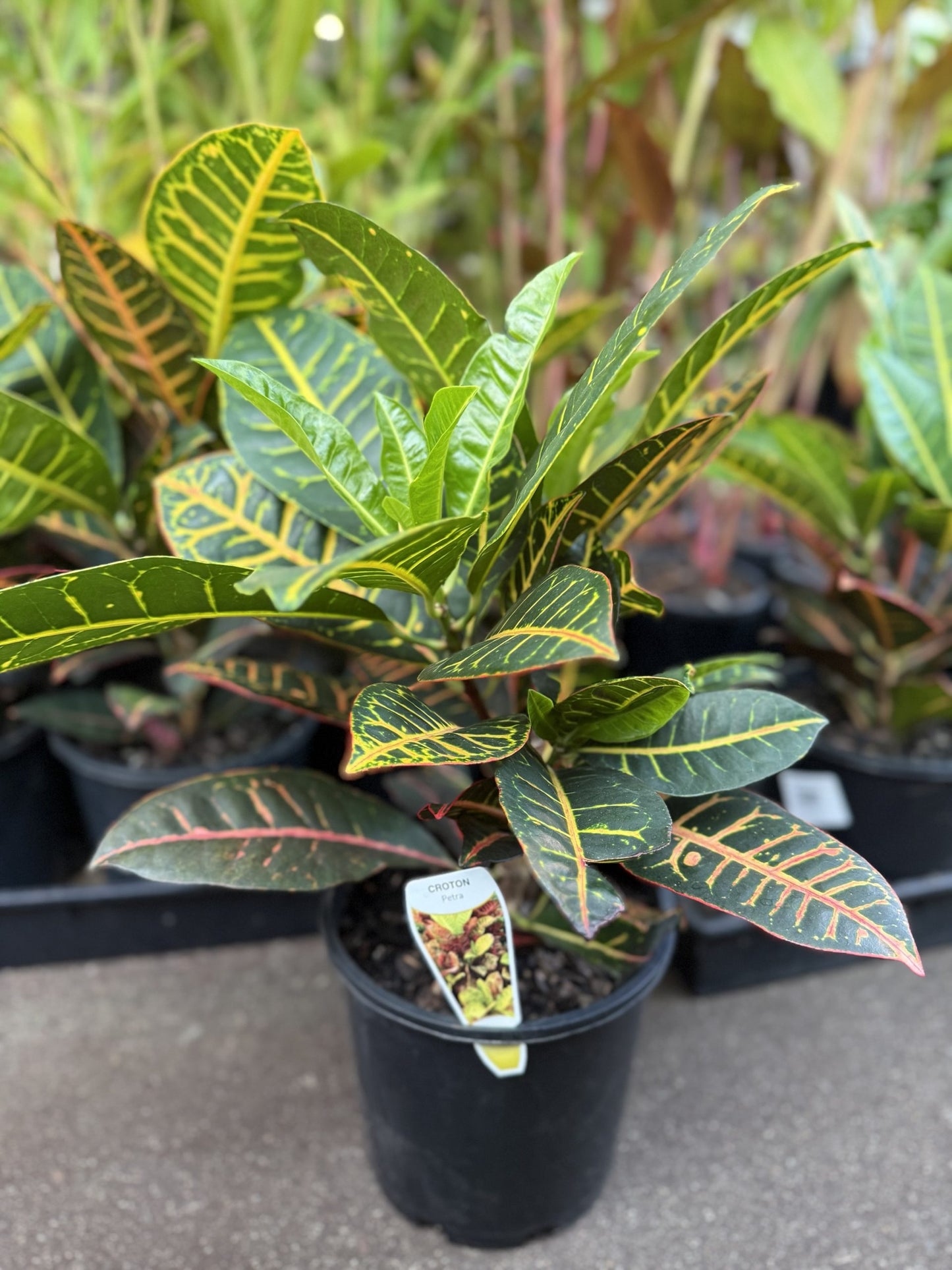 Croton 'Petra' (Codiaeum variegatum)